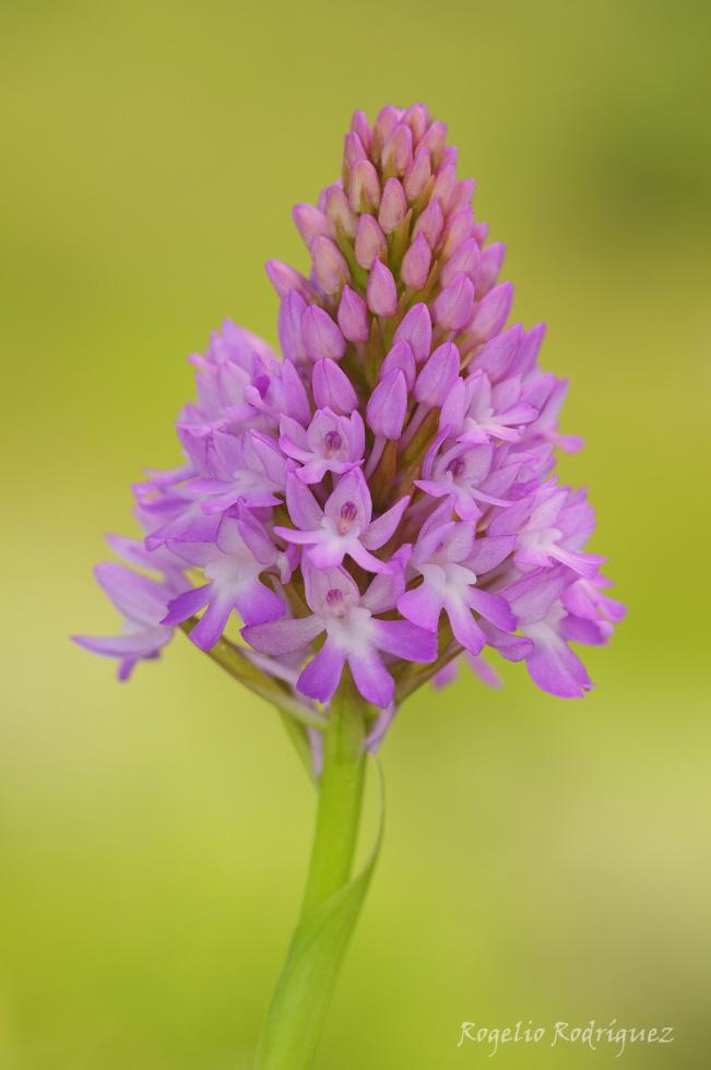 Imagen 24 de la galería de Orquideas